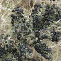 Polisacáridos de Barbarum do Lycium do Medlar por atacado Black Goji Fruit